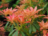 Pieris japonica 'Forest Flame' 